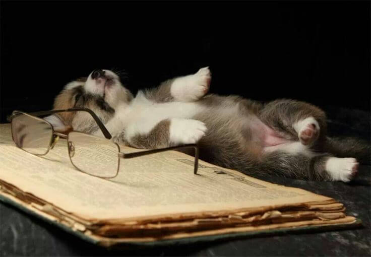 study hard cat